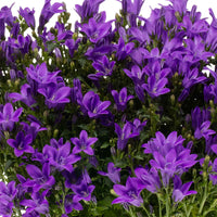 3x Campanule  'Ambella Intense Purple' - Caractéristiques des plantes