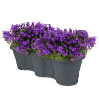 3x Campanule  'Ambella Intense Purple' - Campanule en pot décoratif