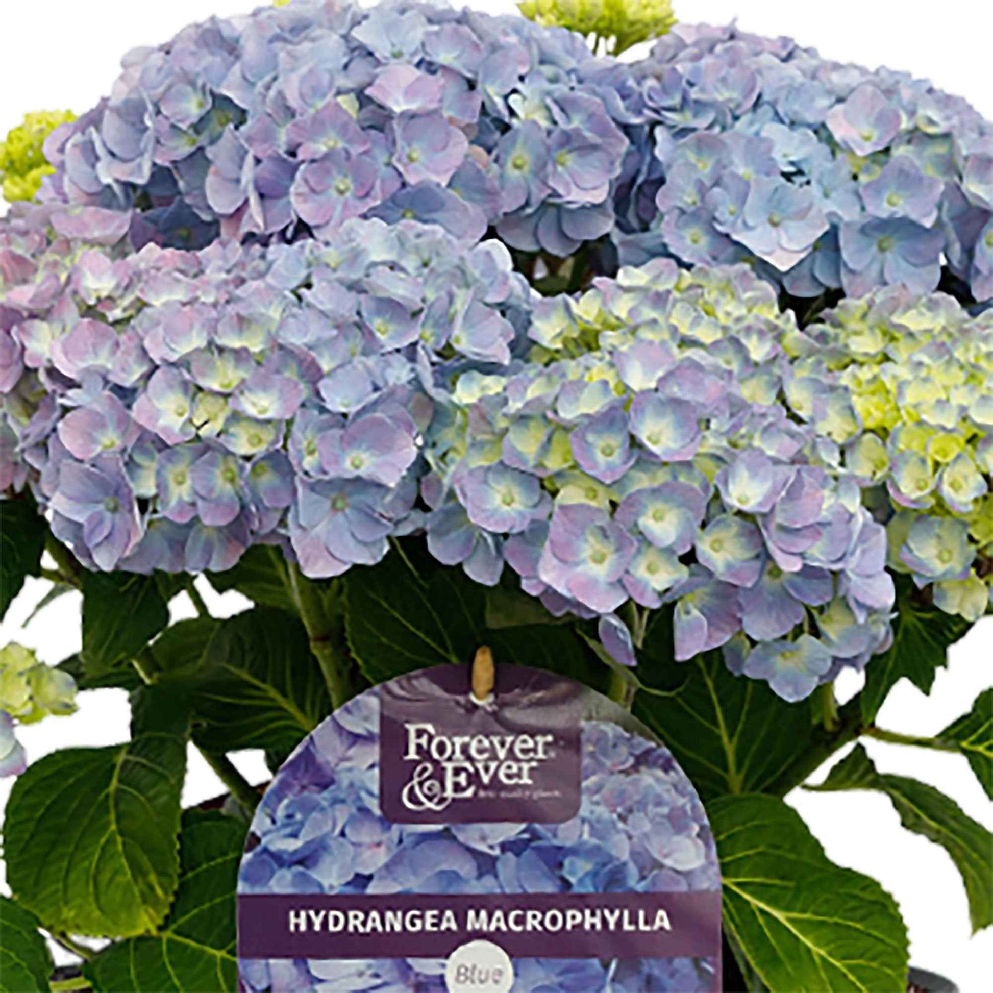 Hortensia Hydrangea macrophylla Bleu avec pot décoratif - Arbustes fleuris