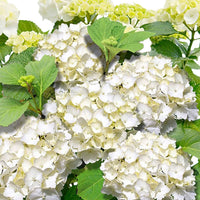 Hortensia blanc 'Forever & Ever' avec pot décoratif gris - Buissons fleuris