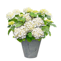 Hortensia blanc 'Forever & Ever' avec pot décoratif gris - Arbustes à fleurs