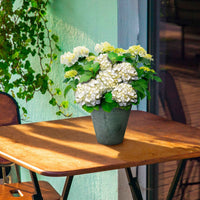 Hortensia blanc 'Forever & Ever' avec pot décoratif gris - Arbustes fleuris