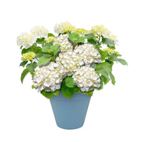 Hortensia blanc 'Forever & Ever' avec pot décoratif bleu - Arbustes