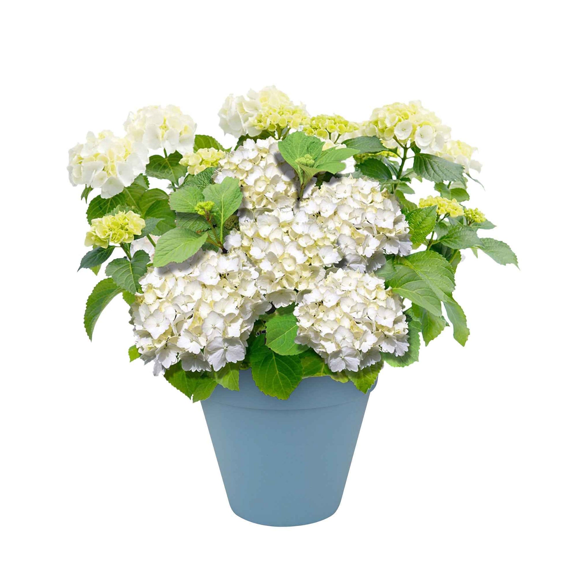 Hortensia blanc 'Forever & Ever' avec pot décoratif bleu - Arbustes fleuris