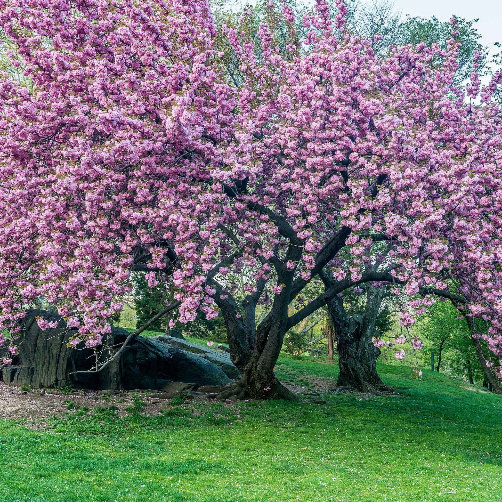 Cerisier ornemental japonais - Arbustes