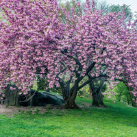 Cerisier ornemental japonais - Arbustes fleuris
