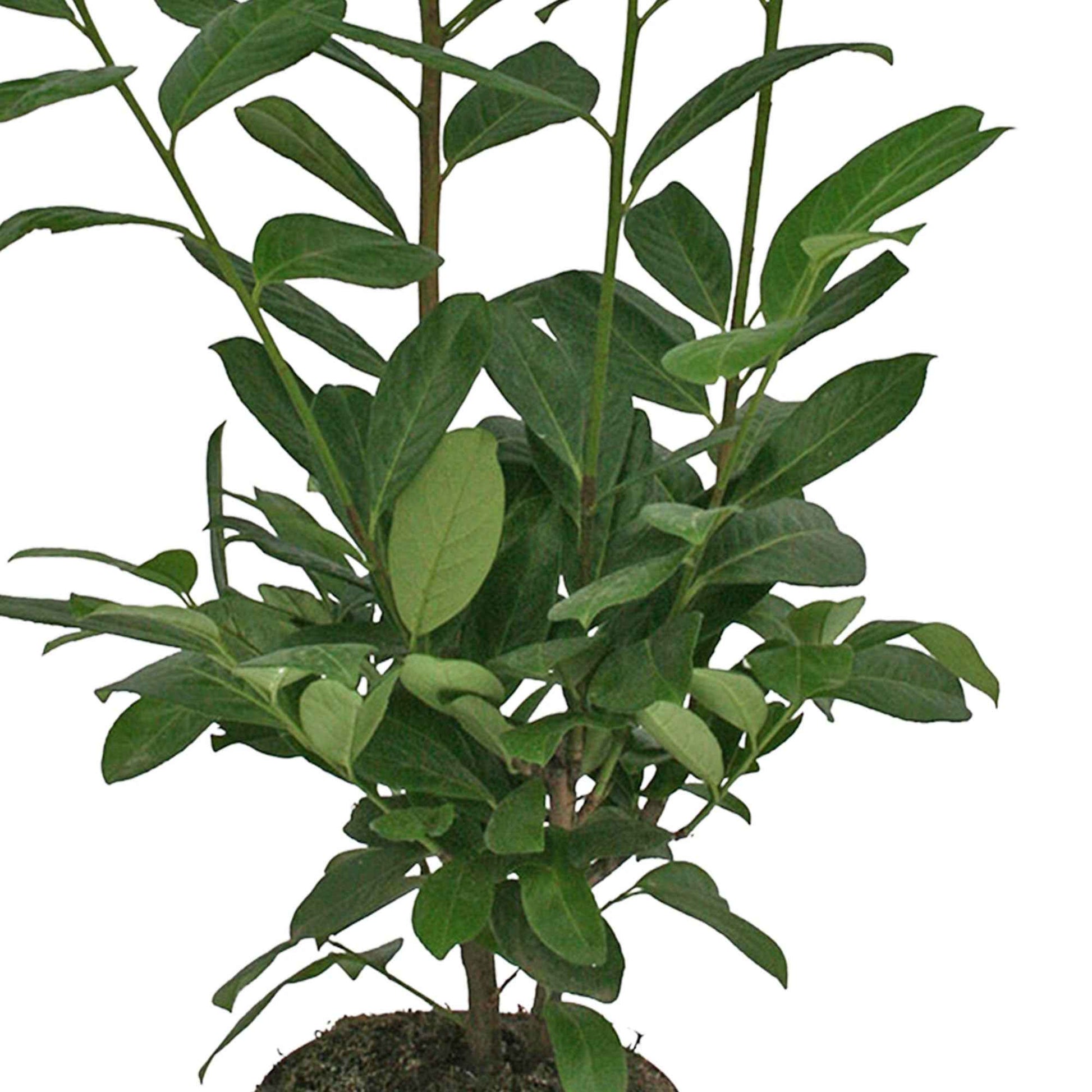 Laurier-cerise Prunus 'Novita' vert - Arbustes grimpants