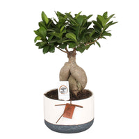 Bonsaï Ficus 'Gingseng' avec cache-pot en céramique - Plantes d'intérieur : les tendances actuelles