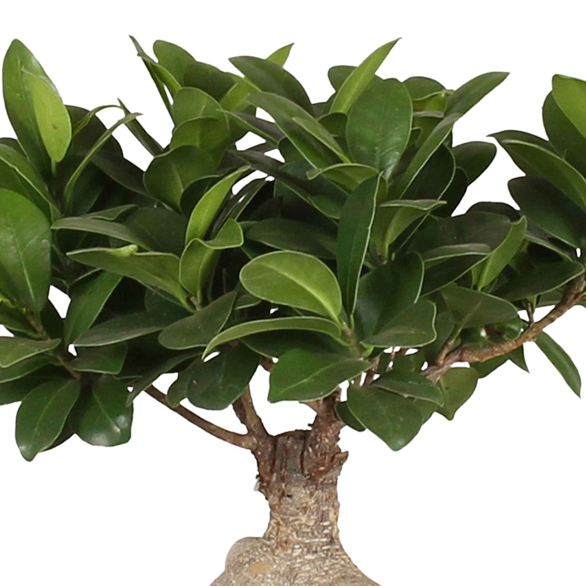 Bonsaï Ficus 'Gingseng' avec cache-pot en céramique - Petites plantes d'intérieur