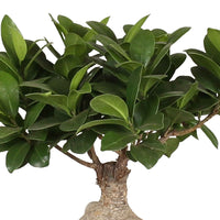 Bonsaï Ficus 'Gingseng' avec cache-pot en céramique - Plantes d'intérieur