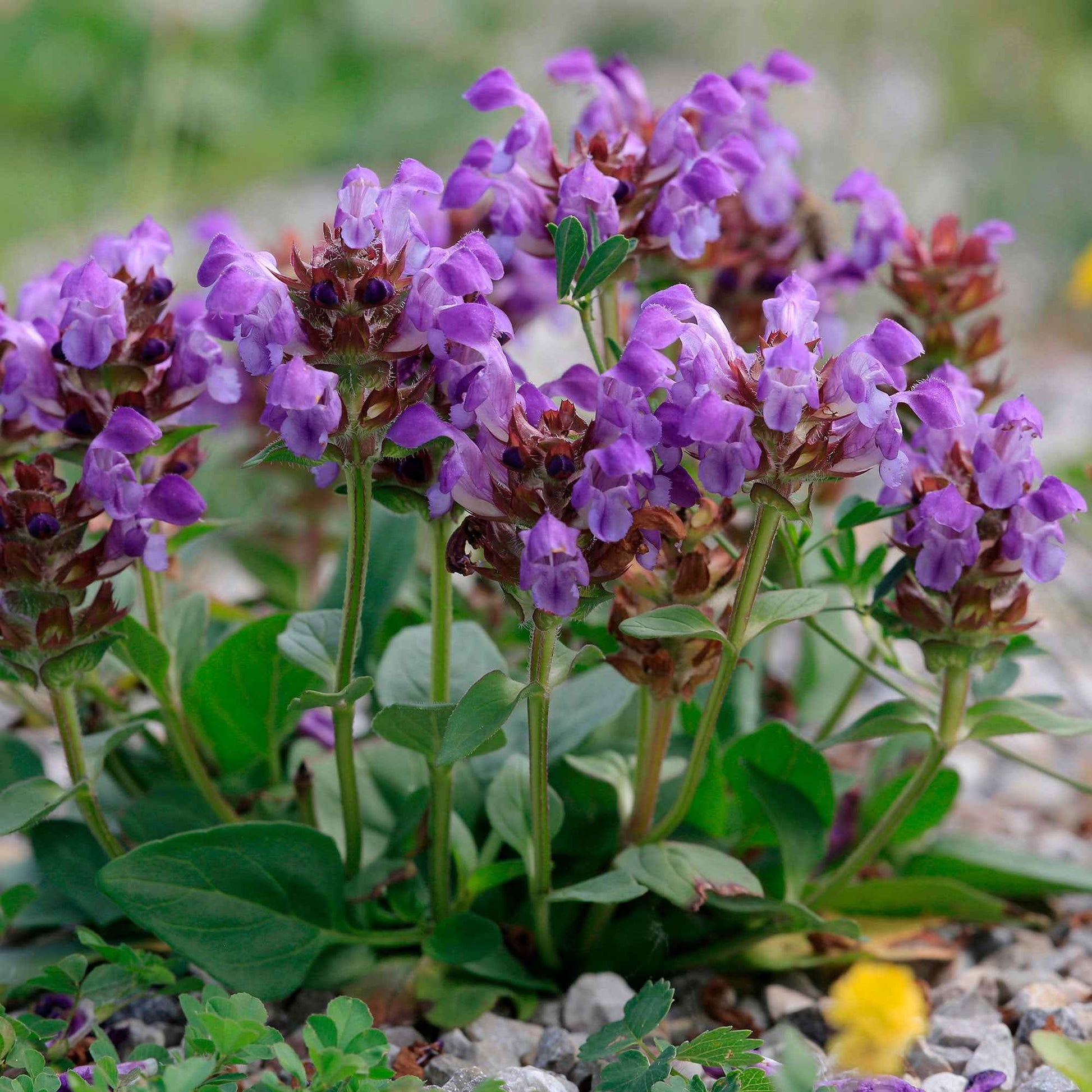 6x Brunelle Prunella grandiflora violet - Caractéristiques des plantes