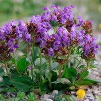 6x Brunelle Prunella grandiflora violet - Couvre-sols