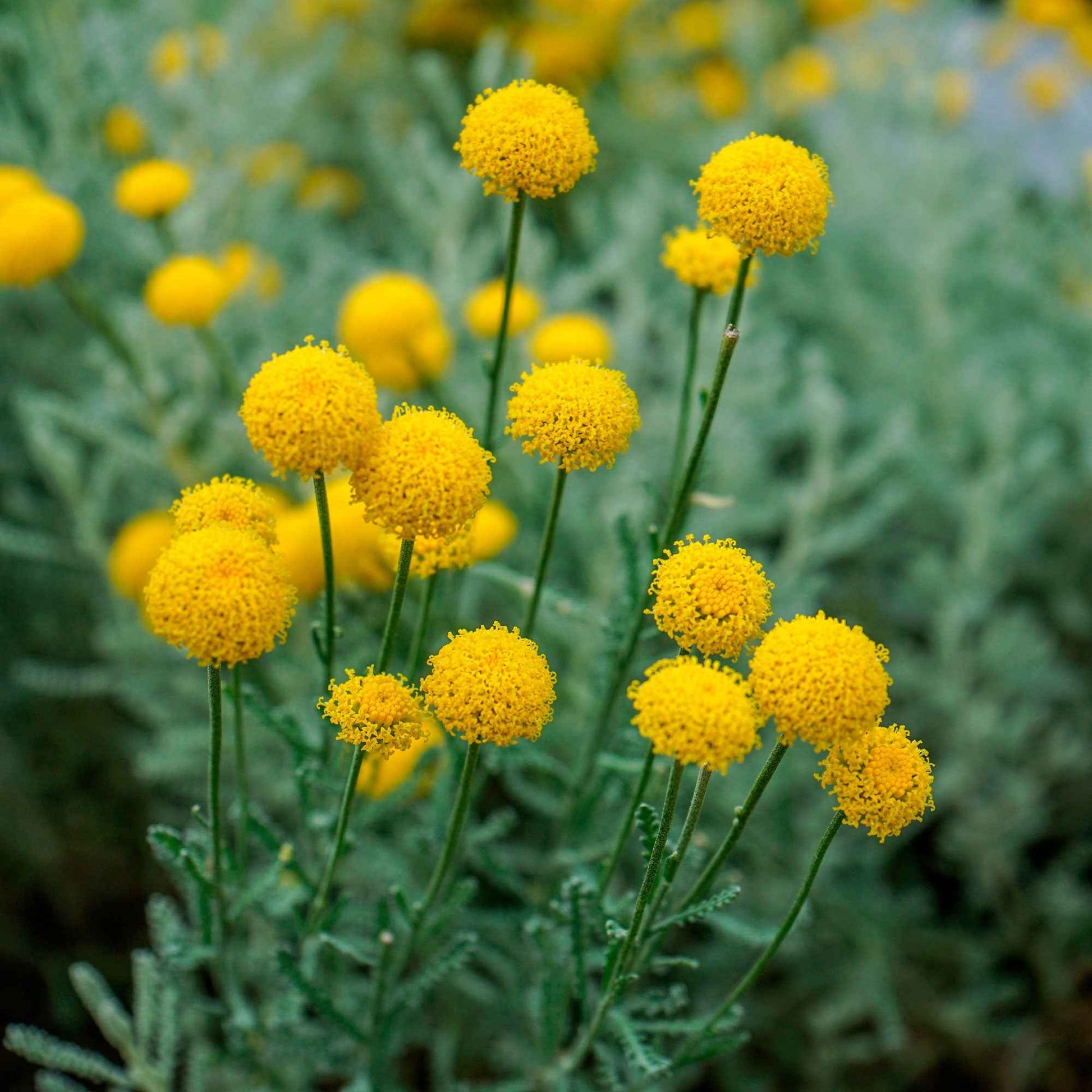 6x Couvre-sol - Santoline petit-cyprès Santolina chamaecyparissus jaune - Couvre-sols