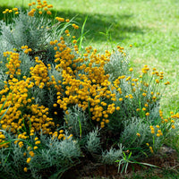 6x Couvre-sol - Santoline petit-cyprès Santolina chamaecyparissus jaune - Caractéristiques des plantes