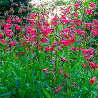 6x Penstemon hartwegii rouge Résistant au froid - Plantes rustiques