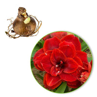 Amaryllis Hippeastrum 'Cherry Nymph' doubles fleurs rouge - Bulbes de fleurs populaires