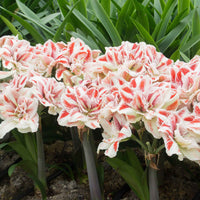Amaryllis Hippeastrum 'Bright Nymph' doubles fleurs rouge-blanc - Amaryllis