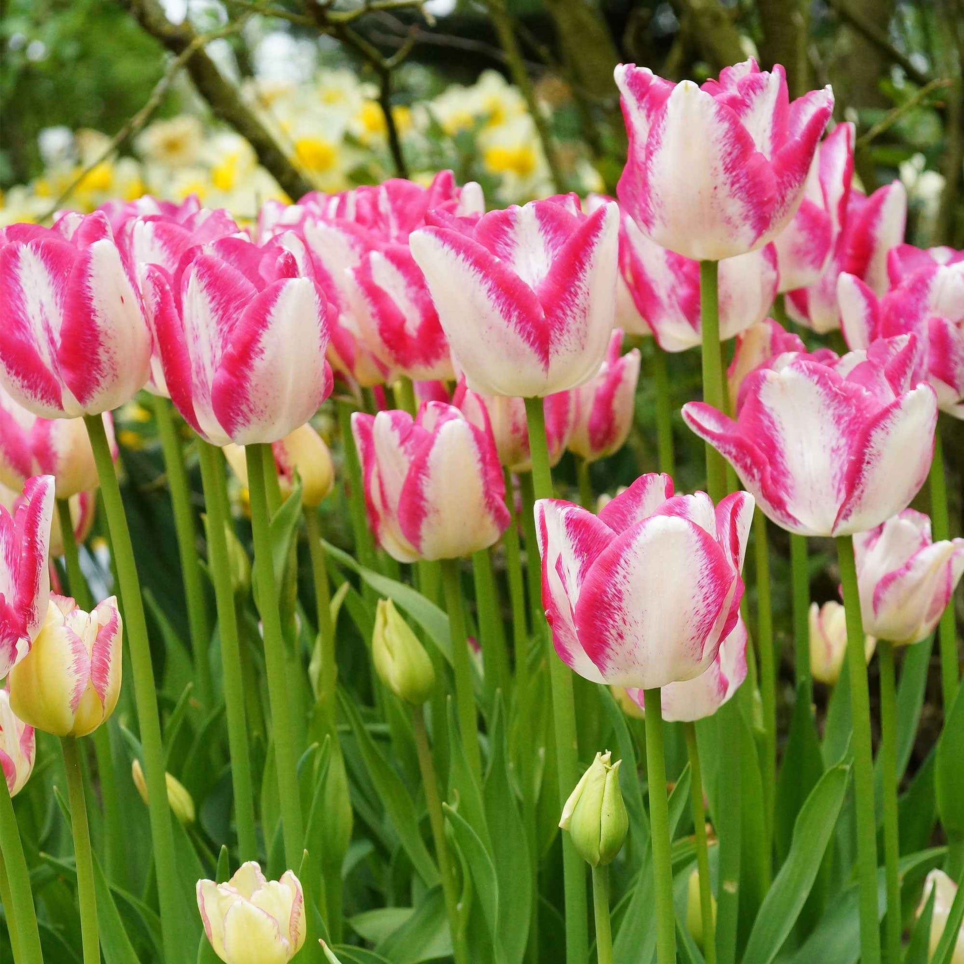 18x Tulipe Tulipa 'Del Piero' blanc-rose - Bulbes de fleurs pour la terrasse et le balcon