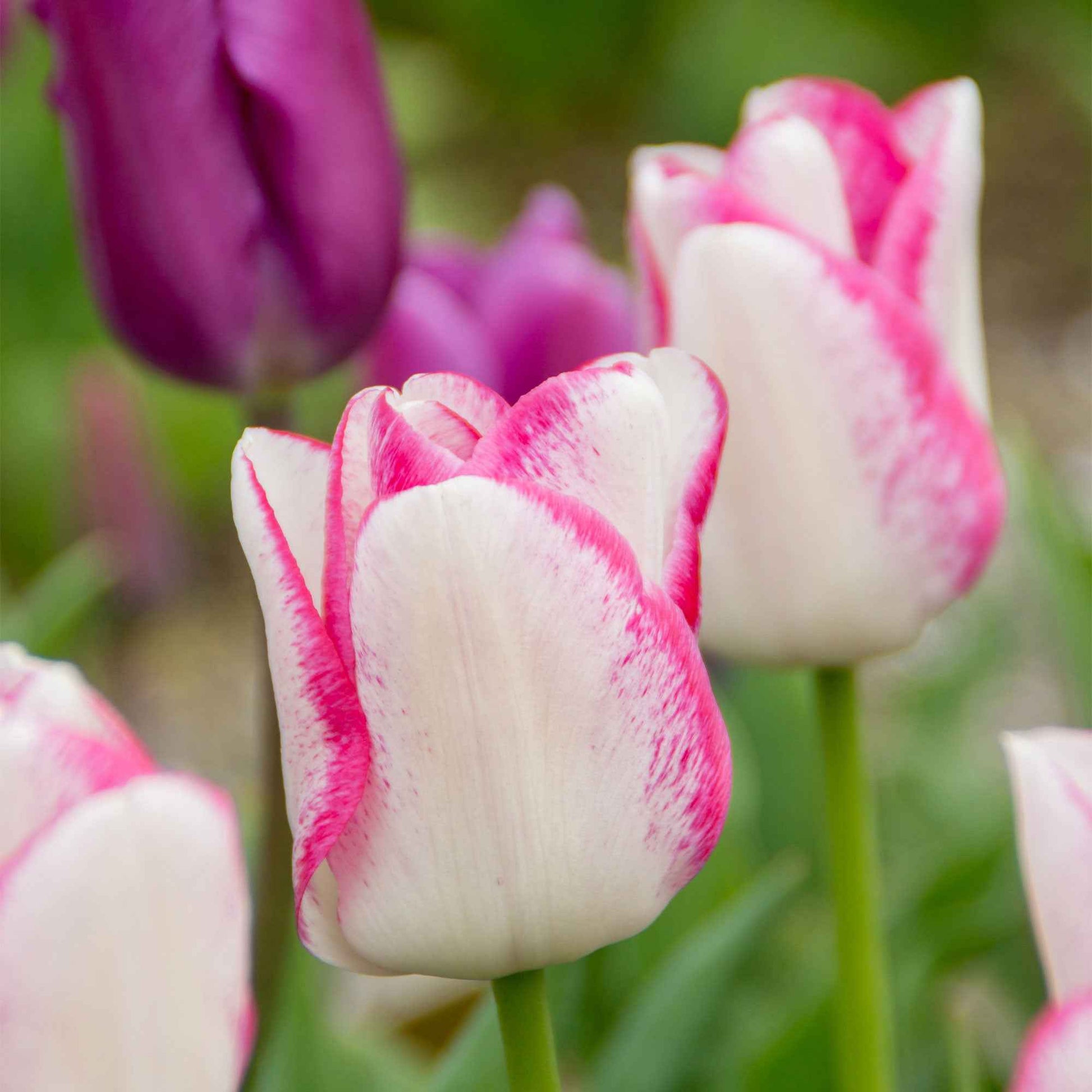 18x Tulipe Tulipa 'Del Piero' blanc-rose - Bulbes de fleurs populaires