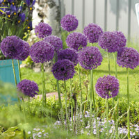 6x Allium 'Purple Sensation' Violet - Bio - Ails d'ornement - Allium