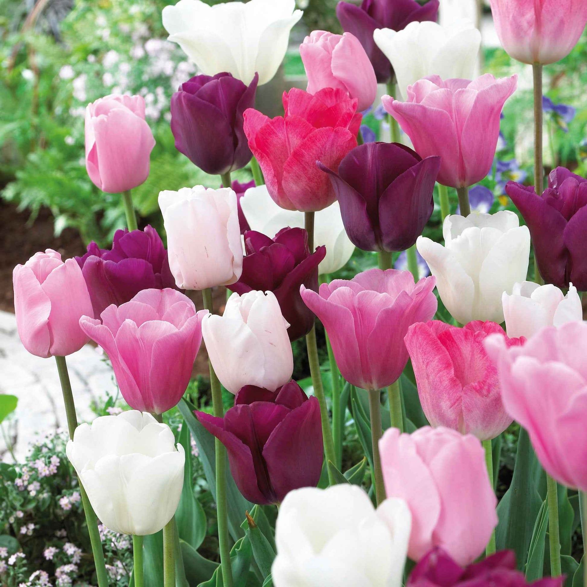 16x Tulipes Tulipa 'The Pink Box' rose - Arbustes à papillons et plantes mellifères