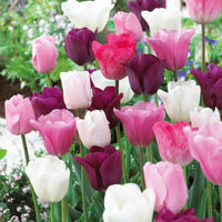 16x Tulipes Tulipa 'The Pink Box' rose - Bulbes de fleurs attirant les abeilles et les papillons