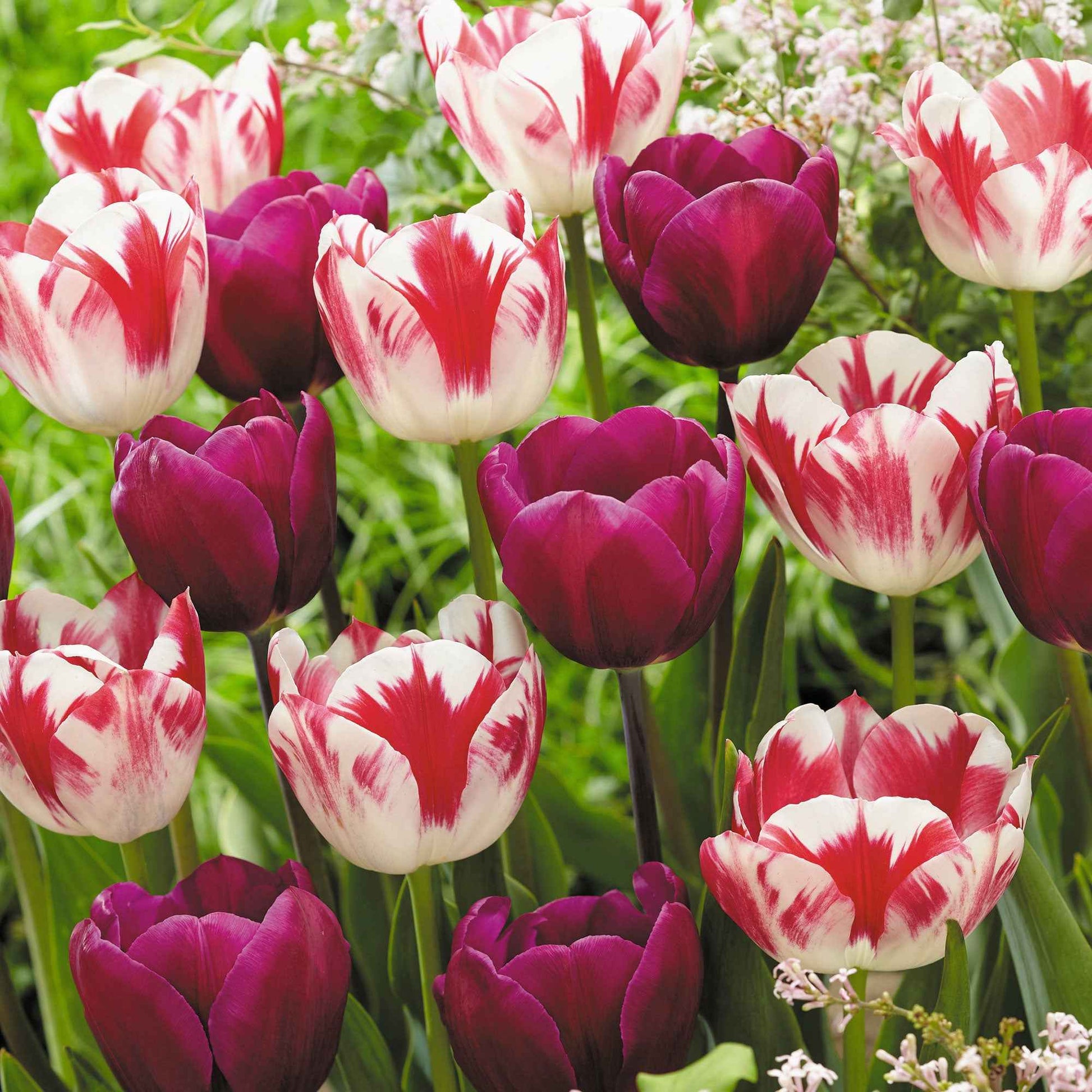 16x Tulipe Tulipa - Mélange 'Flames At Night' Violet-Rouge-Blanc - Bulbes de fleurs populaires