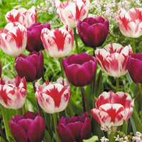 16x Tulipe Tulipa - Mélange 'Flames At Night' Violet-Rouge-Blanc - Bulbes de fleurs pour la terrasse et le balcon