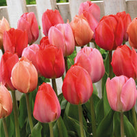 25x Tulipe Tulipa - Mélange 'Hello Spring' rouge Rouge-Orangé-Rose - Bulbes de fleurs populaires