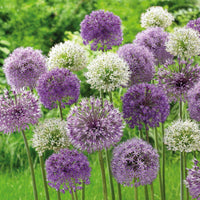 20x Ail d'ornement Allium - Mélange 'Hello Spring' violet - Ails d'ornement - Allium