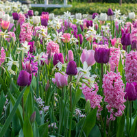 24x Tulipes, narcisses et jacinthes - Mélange 'Ratatouille' violet-rose - Bulbes de fleurs pluriannuelles
