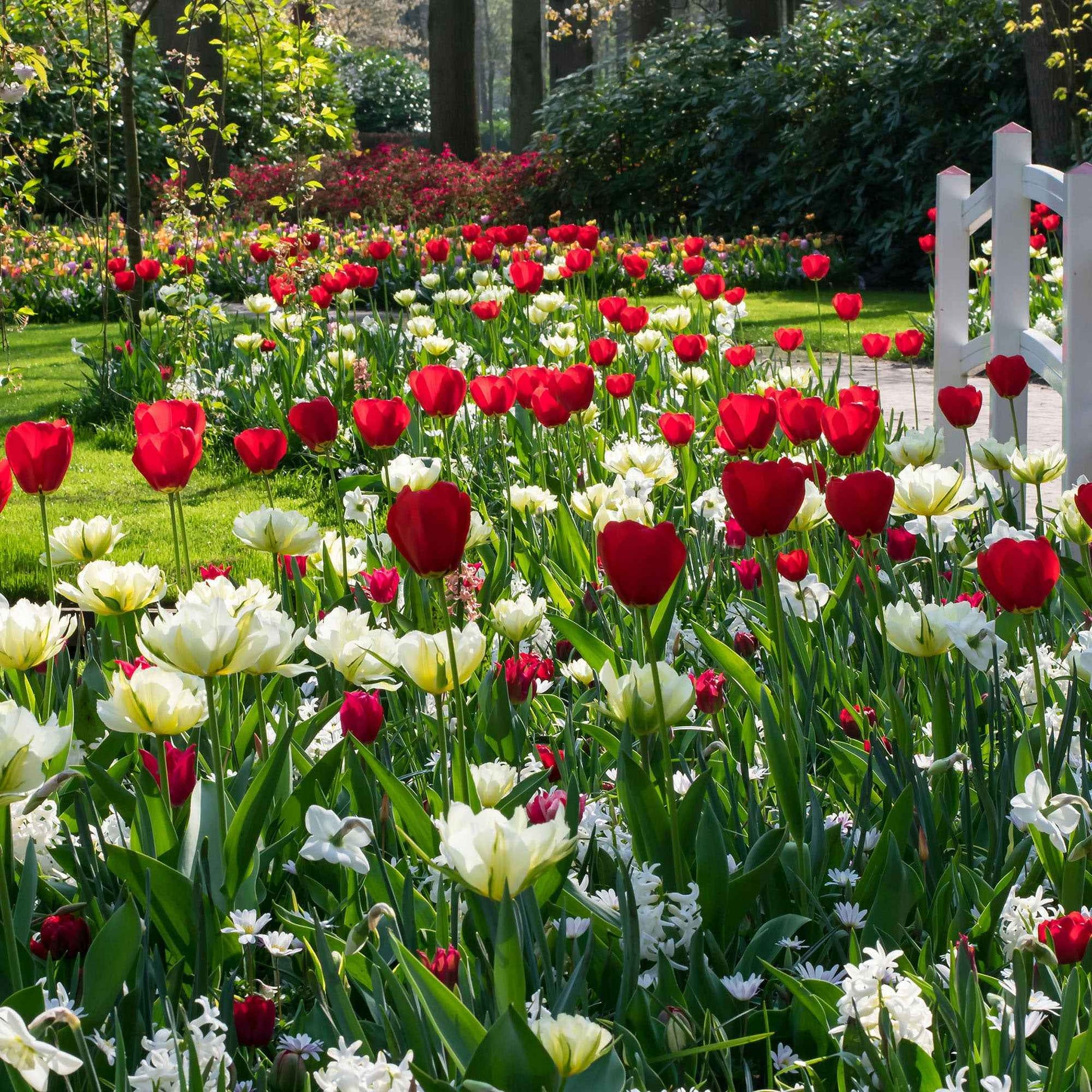 30x Tulipe Tulipa - Mélange 'Ratatouille' rouge-blanc - Bulbes de fleurs pluriannuelles