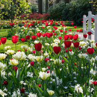 30x Tulipe Tulipa - Mélange 'Ratatouille' rouge-blanc - Bulbes de fleurs populaires