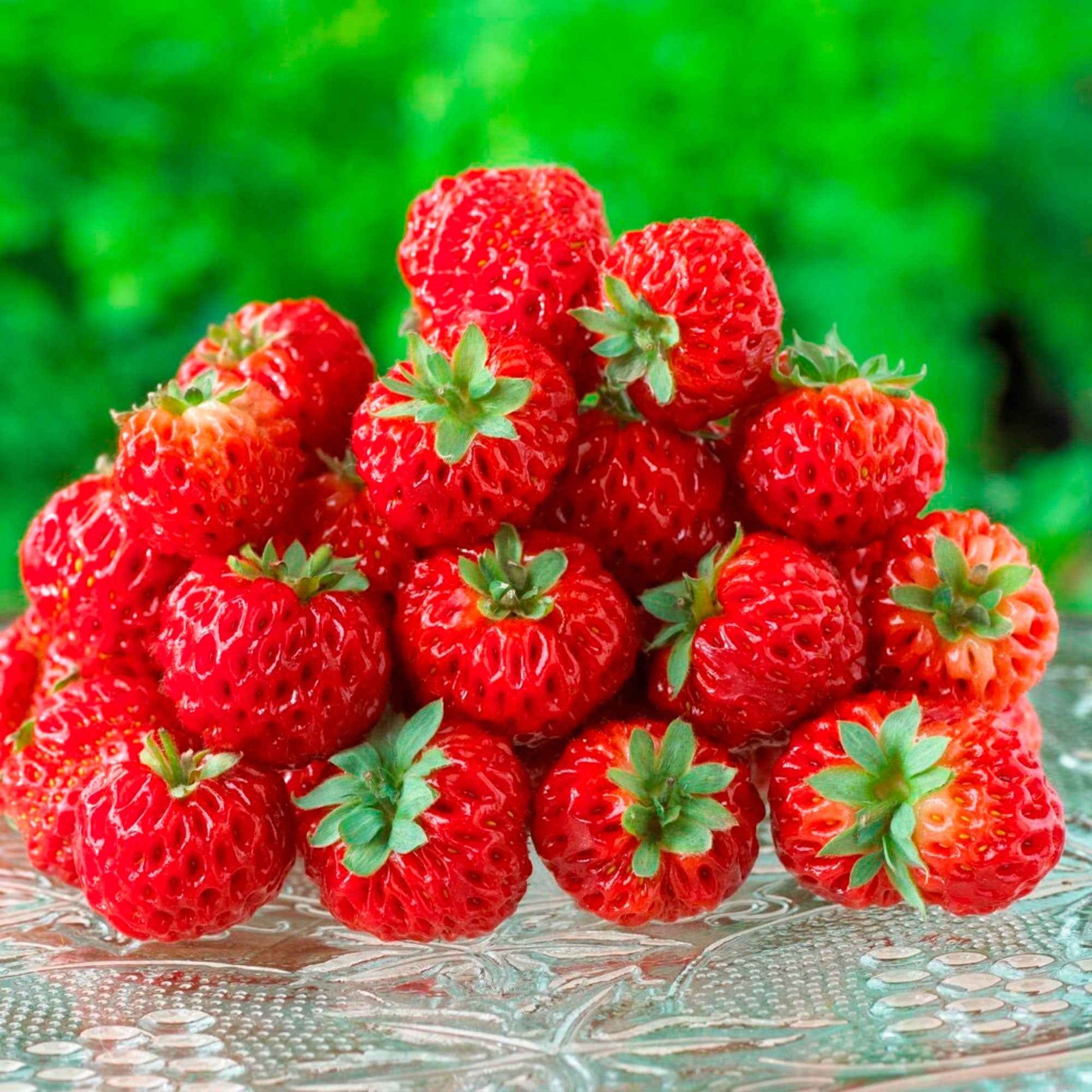 2x Fraisier Fragaria x Ananassa 'NoMieze' Biologique - Aménagement du potager