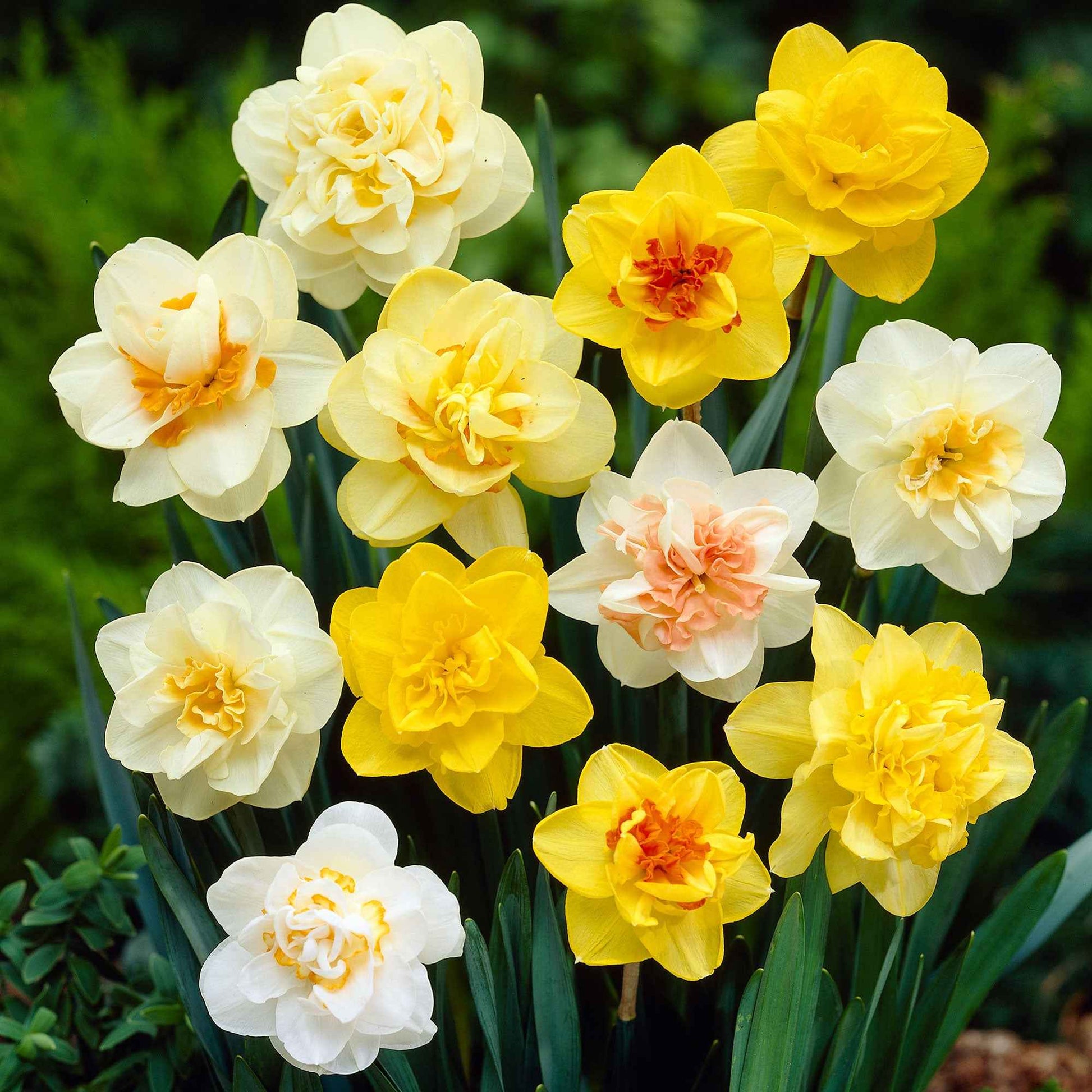 10x Narcisse Narcissus - Mélange 'Double Trouble' - Bulbes de fleurs pour la terrasse et le balcon