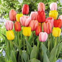 12x Tulipe 'Mix' - Mélange 'Prelude' Mélange de couleurs - Bulbes de fleurs populaires