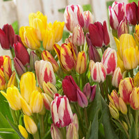 12x Tulipe Tulipa - Mélange 'Multiflora' Rouge-Jaune-Blanc - Bulbes de fleurs pour la terrasse et le balcon