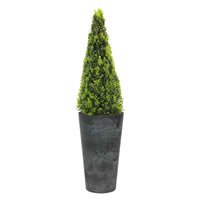 Buxus sempervirens pyramidal avec un haut pot de fleurs noir - Arbres et haies