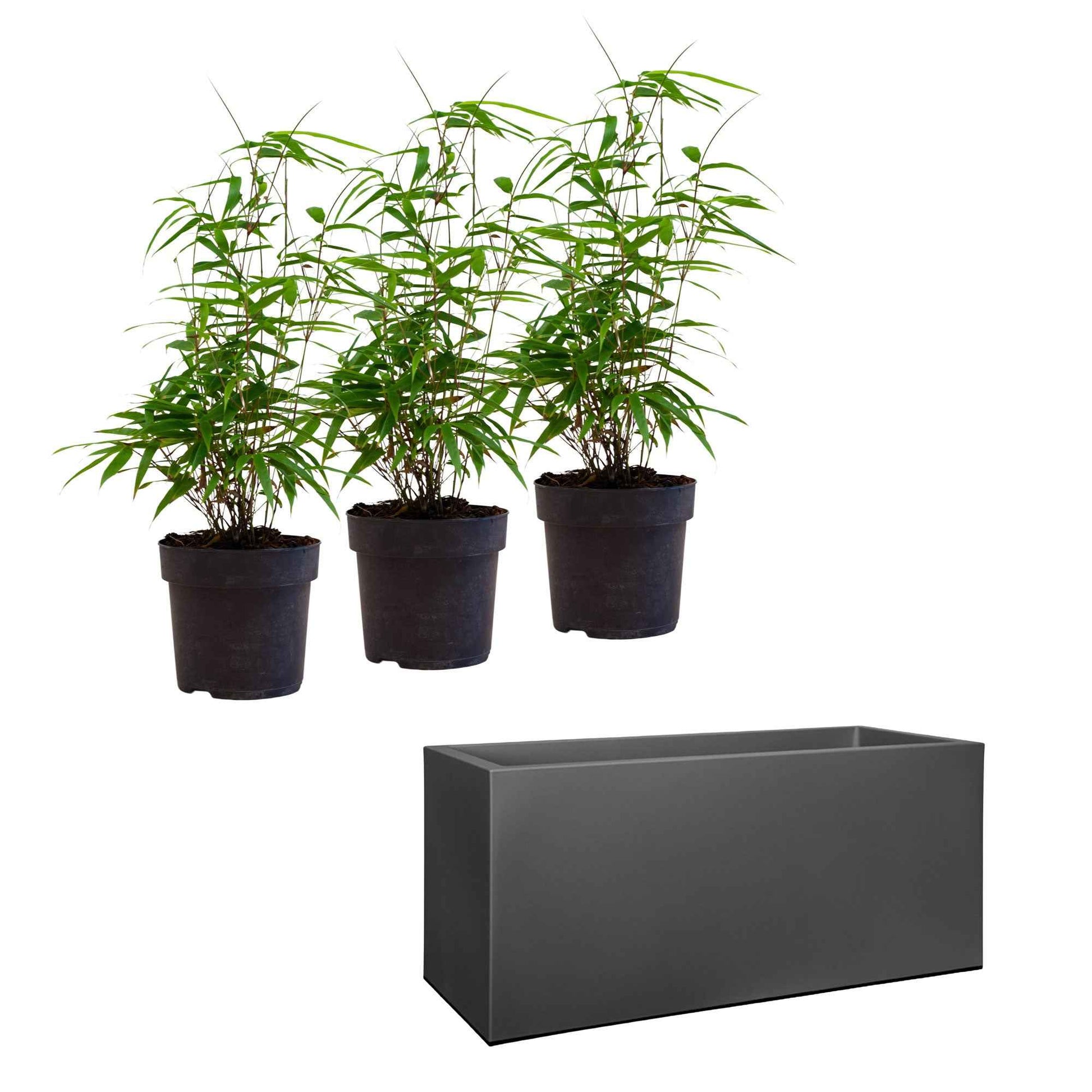 3 Bambou Fargesia rufa avec cache-pot noir - Bambous - Bambuseae