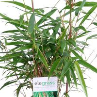 3 Bambou Fargesia rufa avec cache-pot noir - Bambou en pot