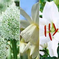 45x Pack de bulbes de fleurs 'Grand par son parfum' blanc - Bulbes de fleurs attirant les abeilles et les papillons