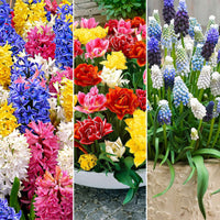 80x Pack de bulbes de fleurs '60 jours de floraison de mars à mai' - Bulbes de fleurs attirant les abeilles et les papillons