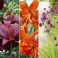 115x bulbes à fleurs à dissémination 'Incontournables sauvages' - Arbustes à papillons et plantes mellifères