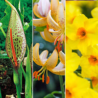 Pack de bulbes à dissémination 'Fleurs de Jardin de Retour' - Bulbes de fleurs attirant les abeilles et les papillons
