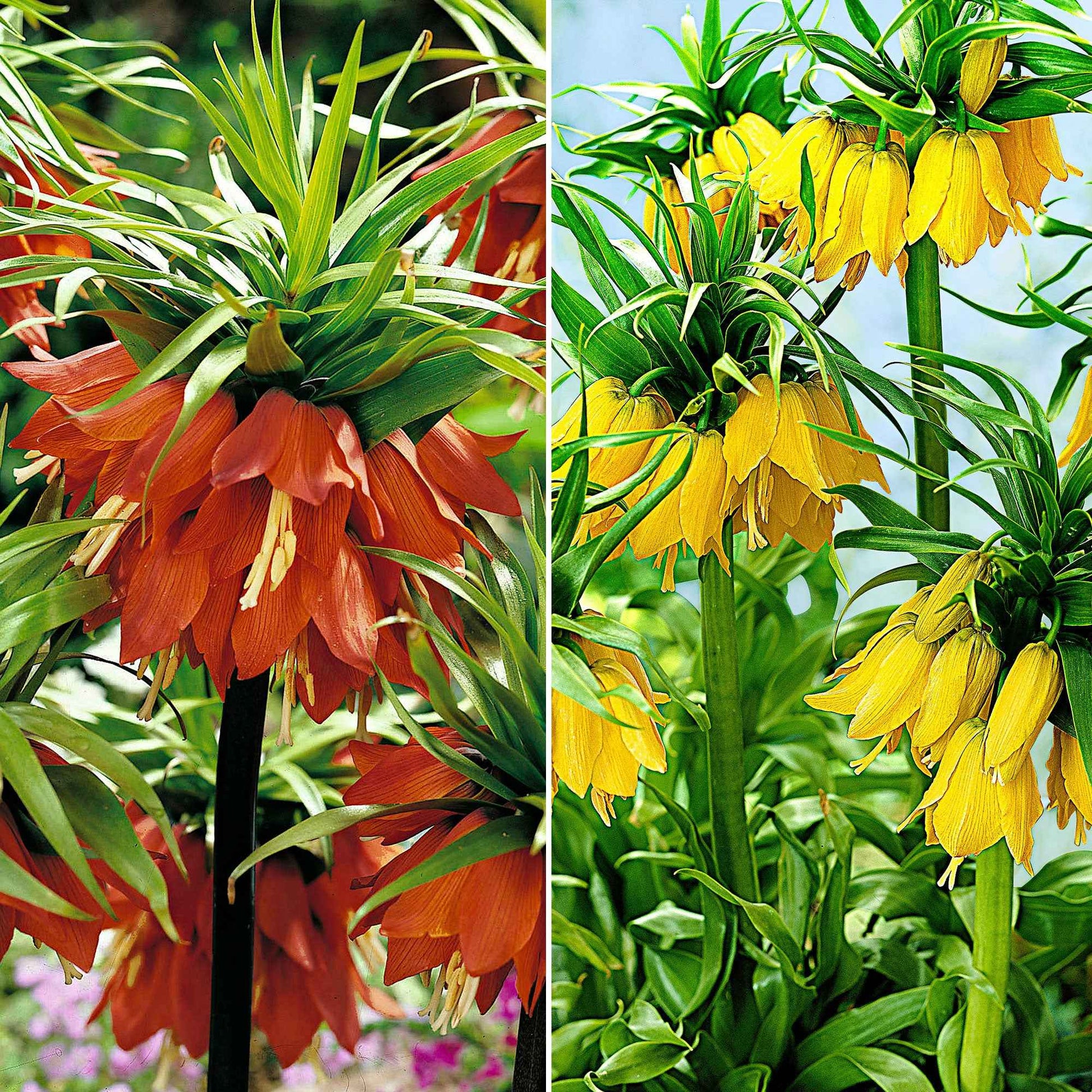 4x Pack de bulbes de fleurs 'Grands seigneurs' orangé-jaune - Arbustes à papillons et plantes mellifères