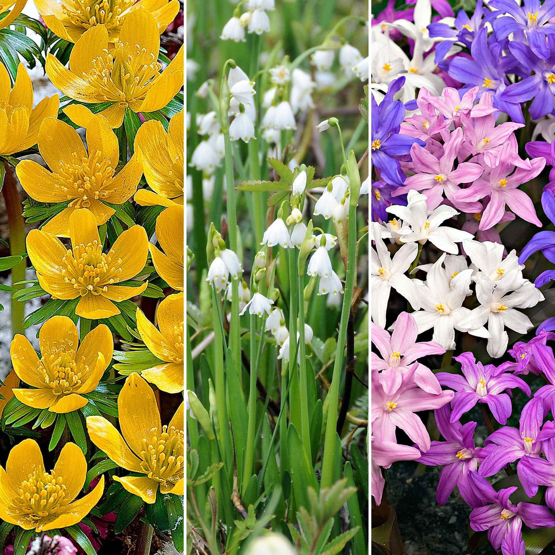80x Pack de bulbes de fleurs 'Mini plantes magiques' - Arbustes à papillons et plantes mellifères