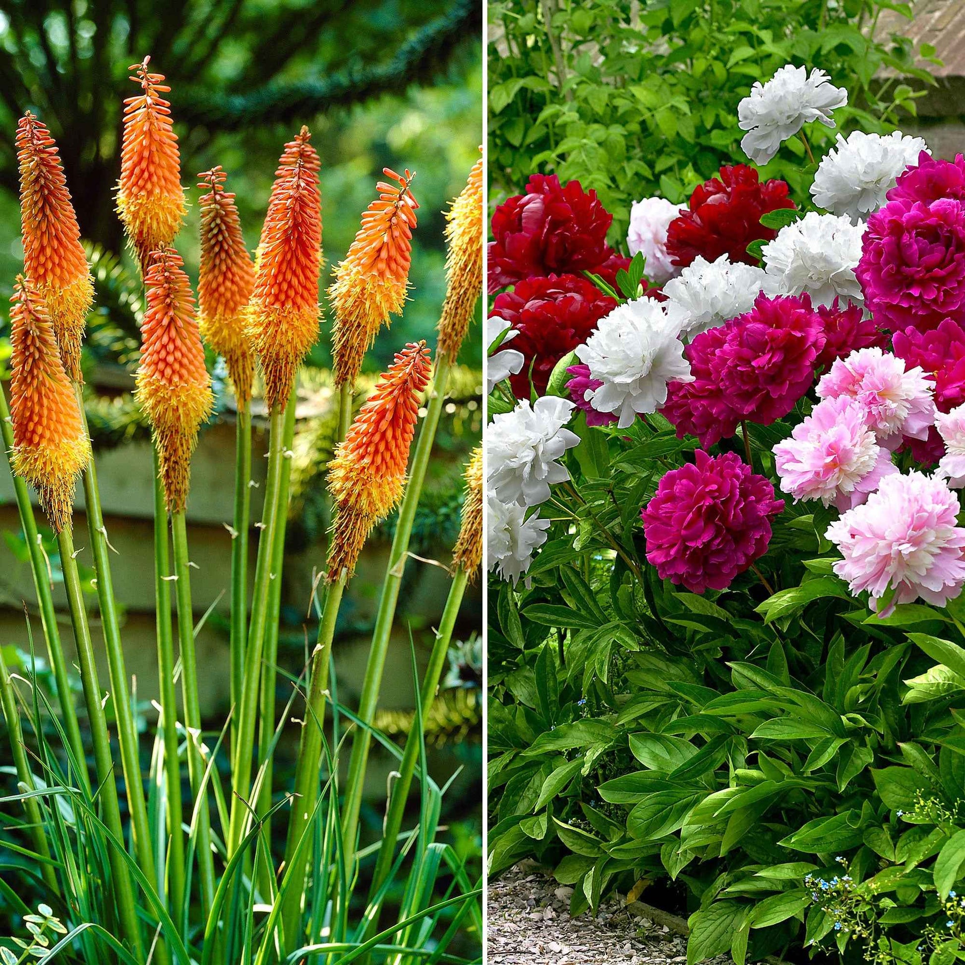 14x Pack de plantes vivaces 'Fleurs offrant 90 jours de floraison' - Arbustes à papillons et plantes mellifères