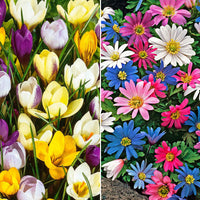 150x Anémone et Crocus- Mélange 'Spring Fever' - Bulbes de fleurs attirant les abeilles et les papillons
