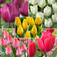 300x Pack de bulbes de fleurs 'Tulipes et autres' - Bulbes de fleurs pour la terrasse et le balcon