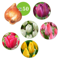 300x Pack de bulbes de fleurs 'Tulipes et autres' - Bulbes à fleurs